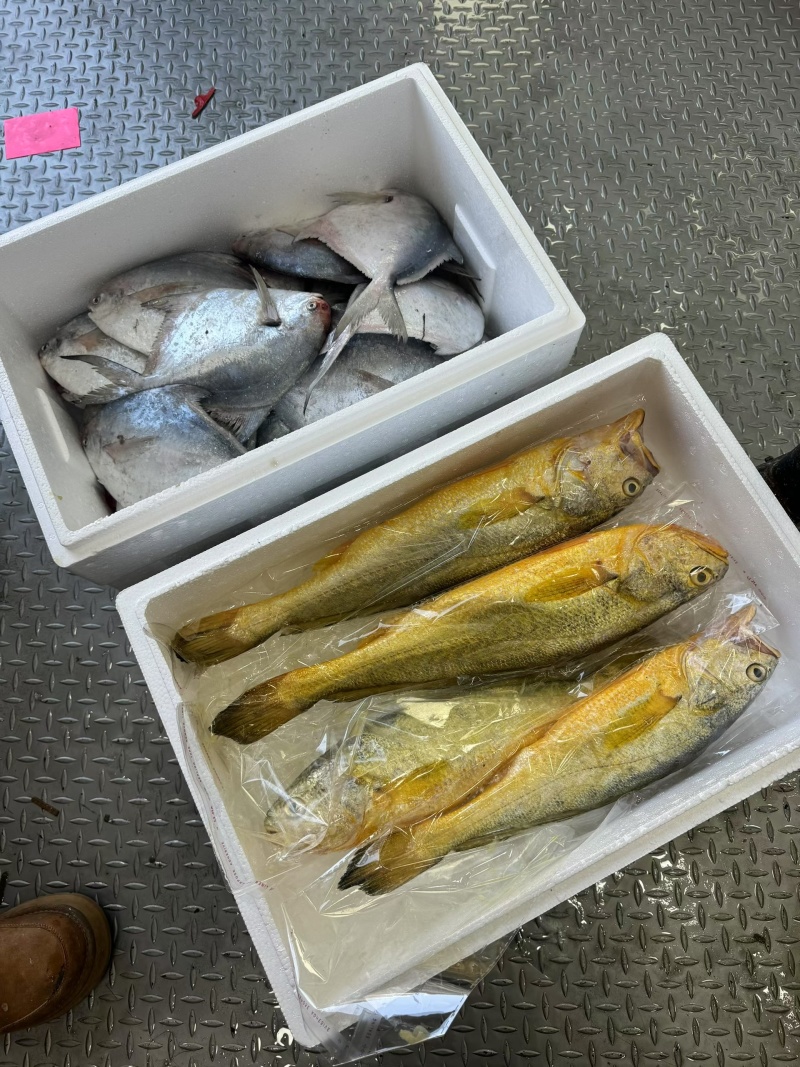 启东吕四带鱼鲳鱼野生大黄鱼