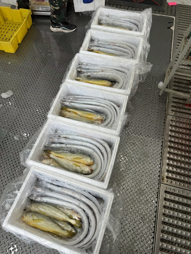 启东吕四带鱼鲳鱼野生大黄鱼