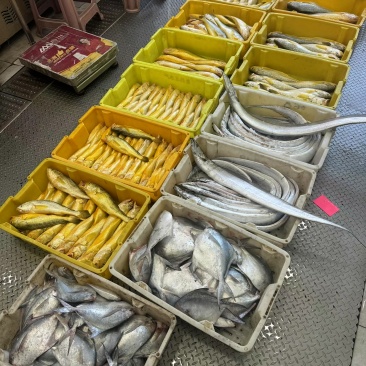 启东吕四带鱼鲳鱼野生大黄鱼