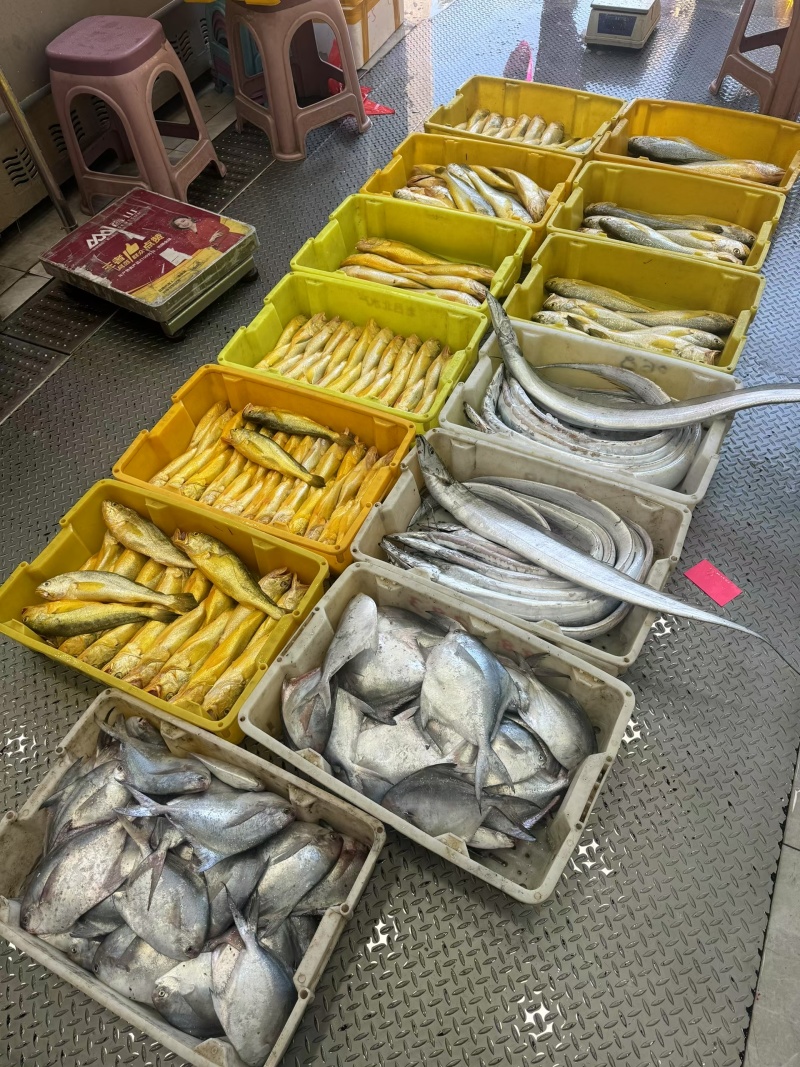 启东吕四带鱼鲳鱼野生大黄鱼