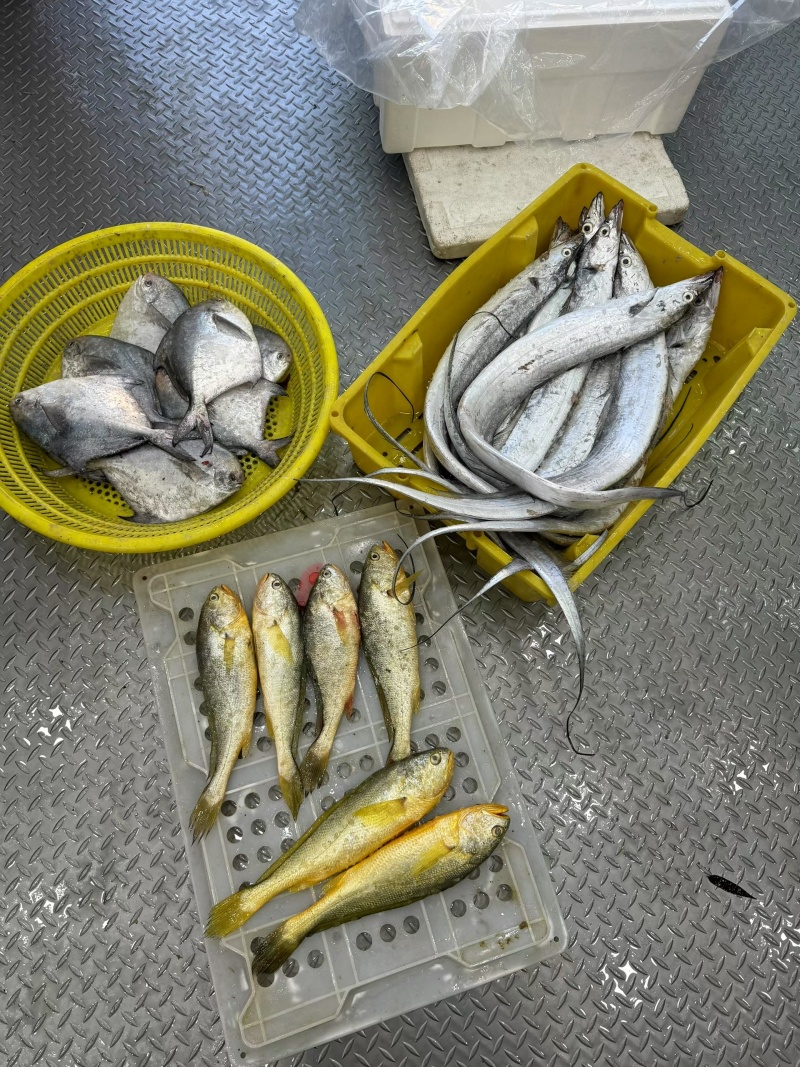 启东吕四带鱼鲳鱼野生大黄鱼