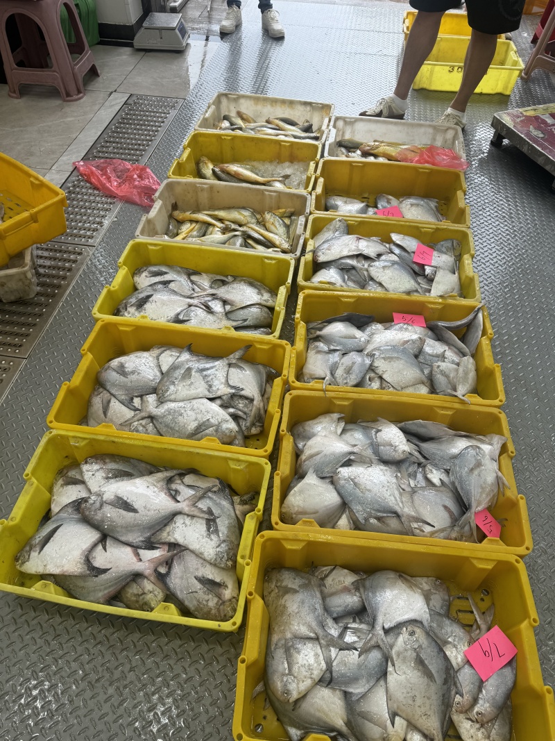 启东吕四带鱼鲳鱼野生大黄鱼