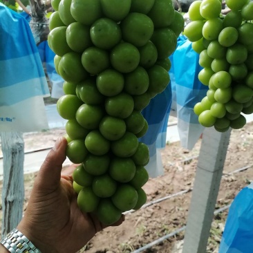 阳光玫瑰通货
