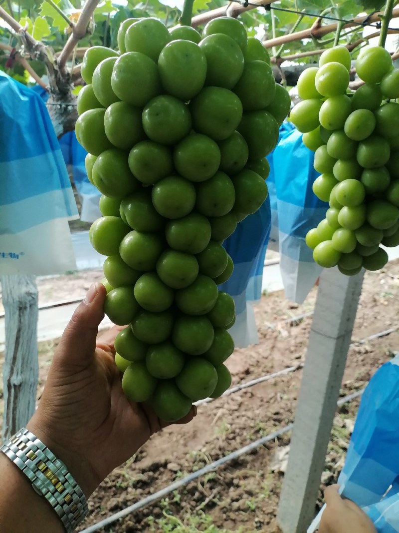 阳光玫瑰通货