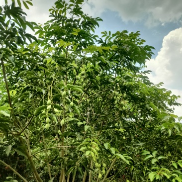 广西桂平黑橄榄