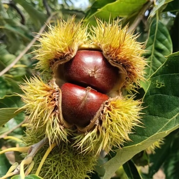 邢台板栗