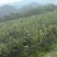 黔糯糯玉米10万斤