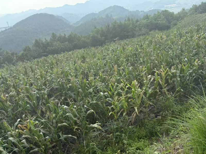 黔糯糯玉米10万斤