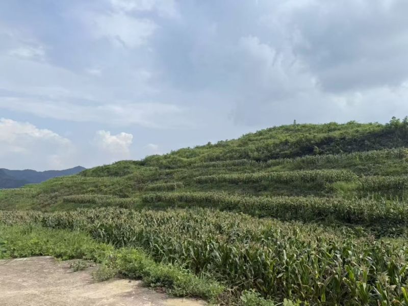 黔糯糯玉米10万斤