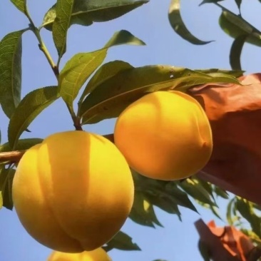 锦绣黄桃