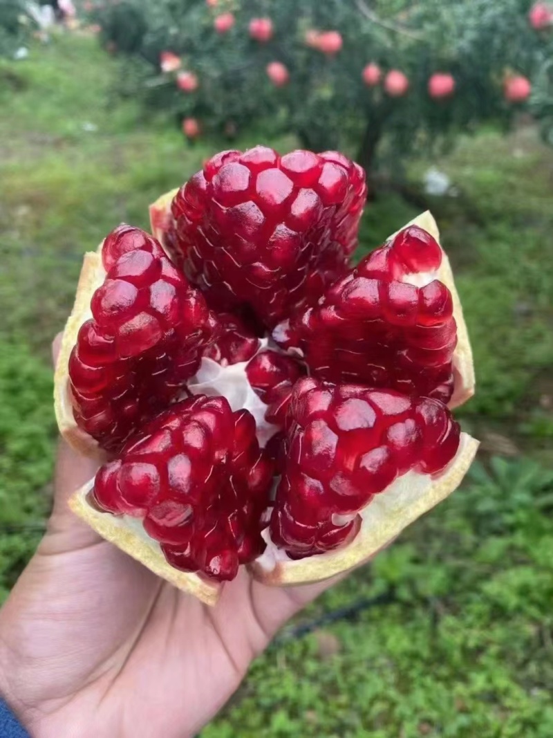 会理罗尼斯软籽石榴