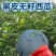 无籽西瓜