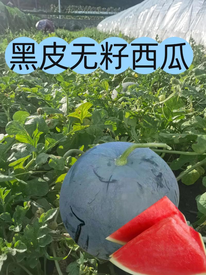 无籽西瓜