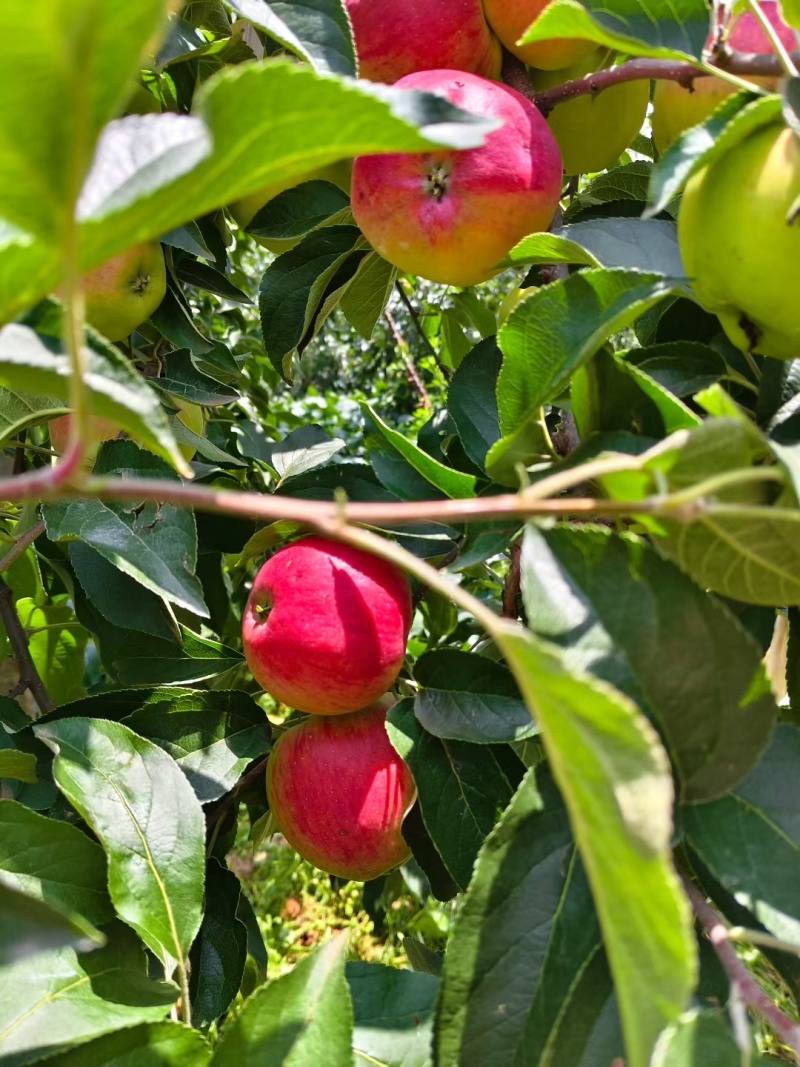 红露苹果