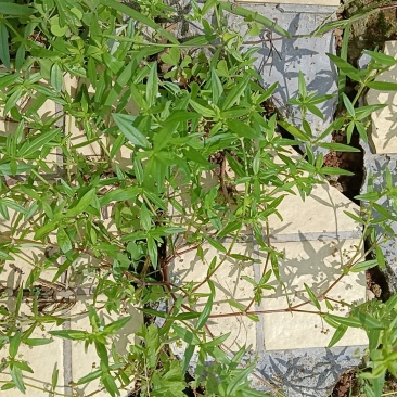 白花蛇舌草