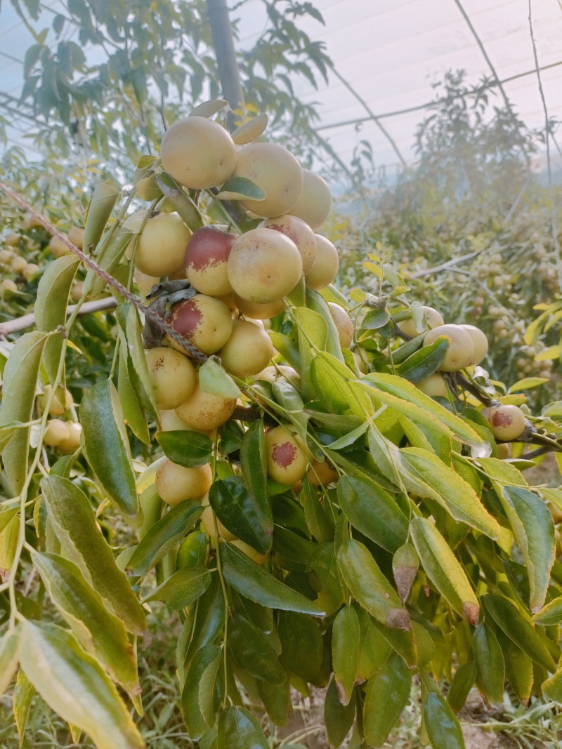 正宗陕西大荔冬枣