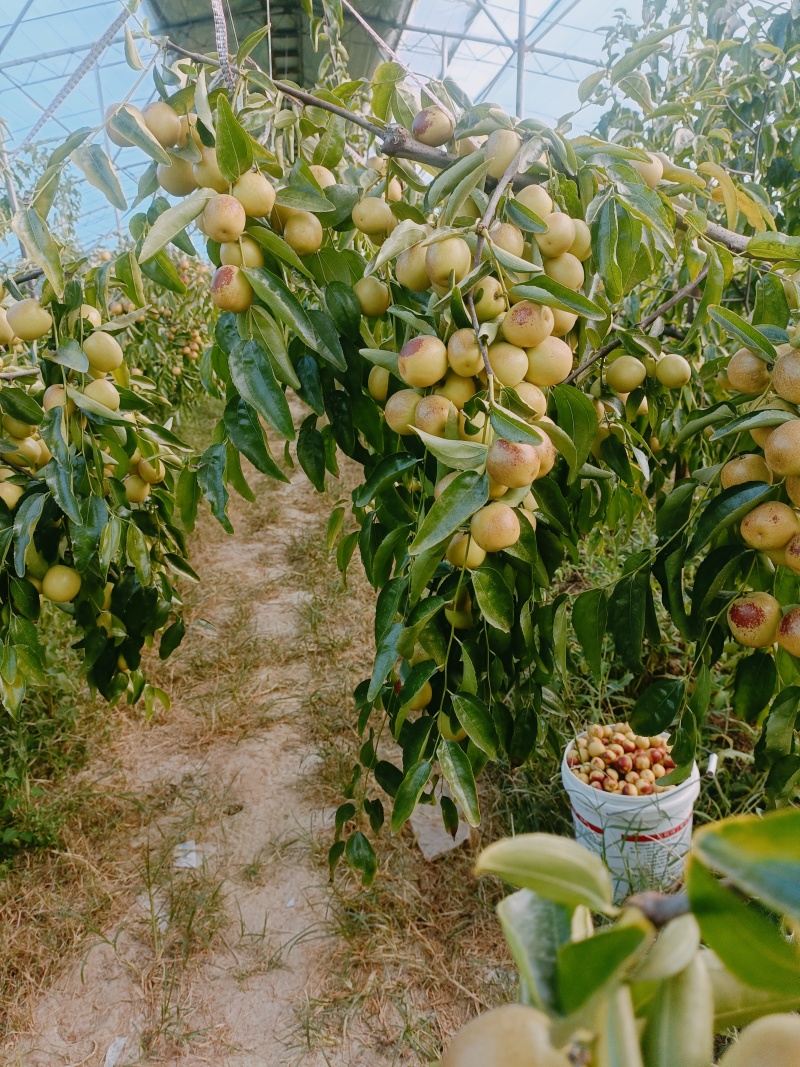 正宗陕西大荔冬枣