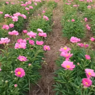 白芍药材出售