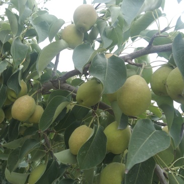 新疆库尔勒香梨🍐大量批发