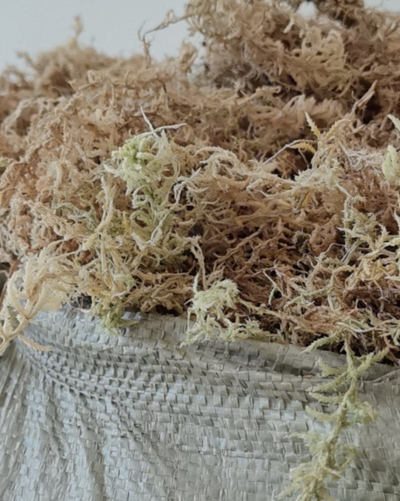 贵州兴仁海花草