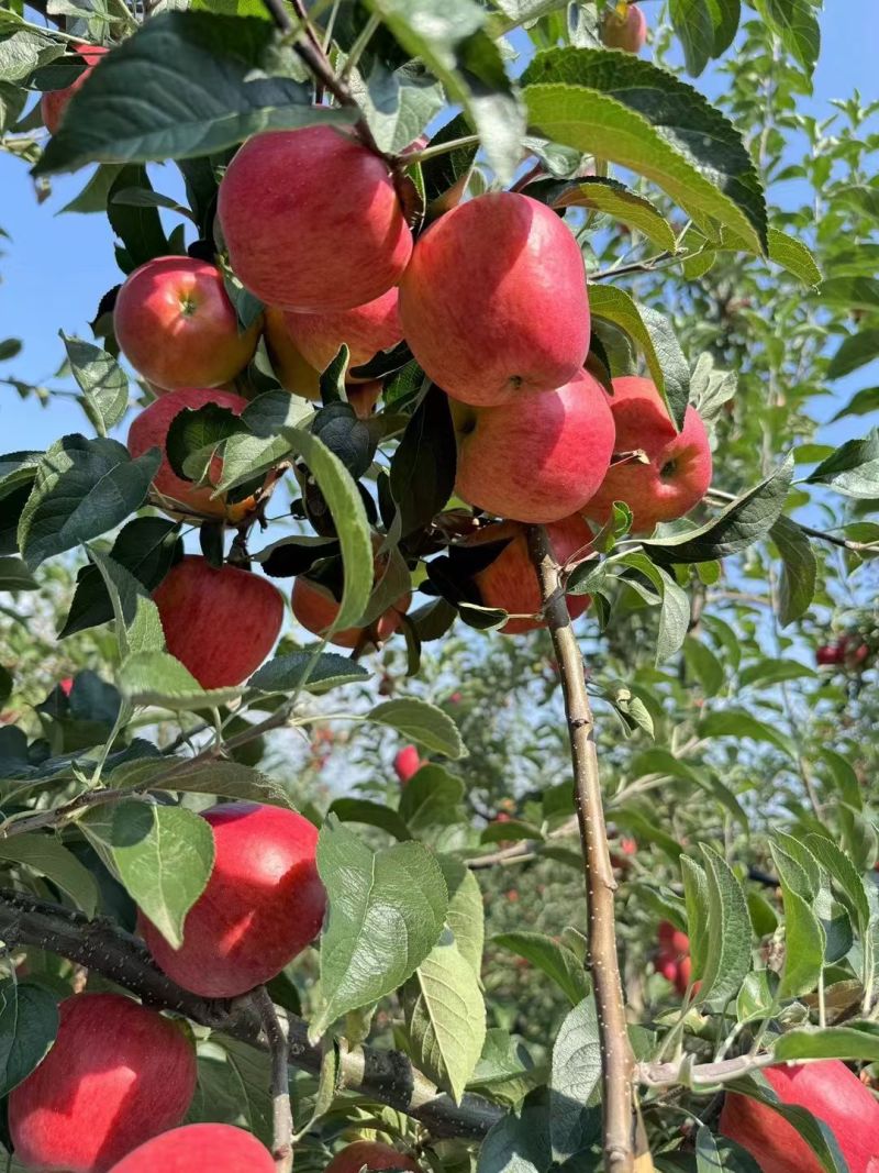 云南昭通丑苹果