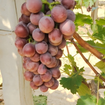 巨峰葡萄