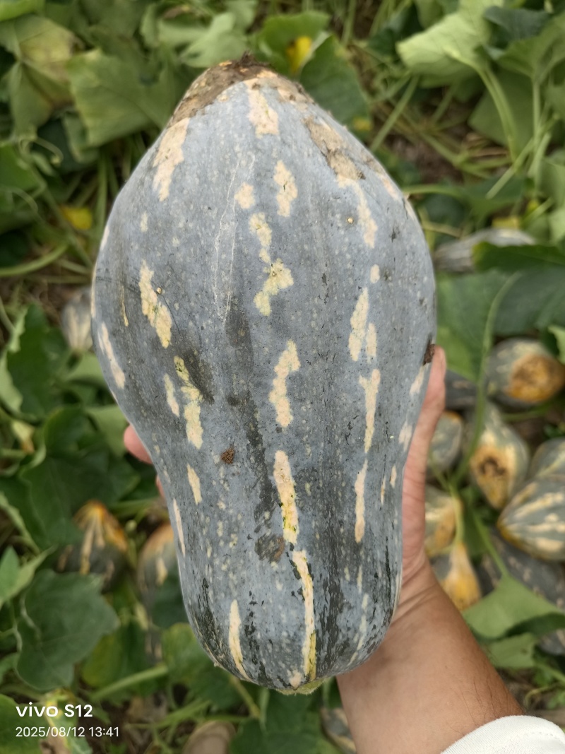 香芋南瓜