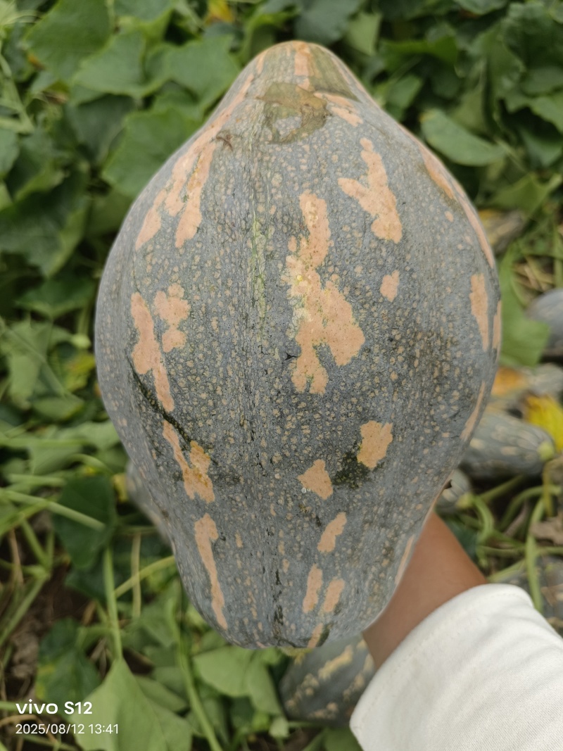 香芋南瓜