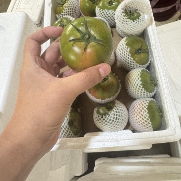 草莓番茄铁皮柿子内蒙原产地精品草莓番茄