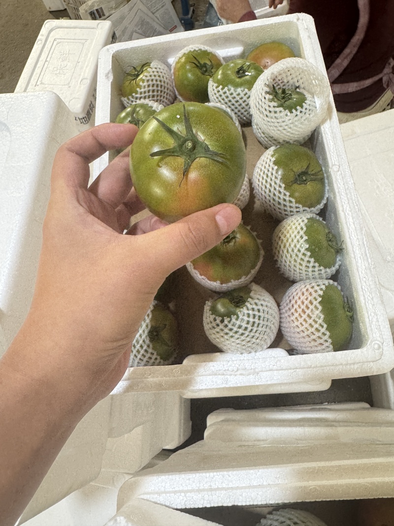 草莓番茄铁皮柿子内蒙原产地精品草莓番茄