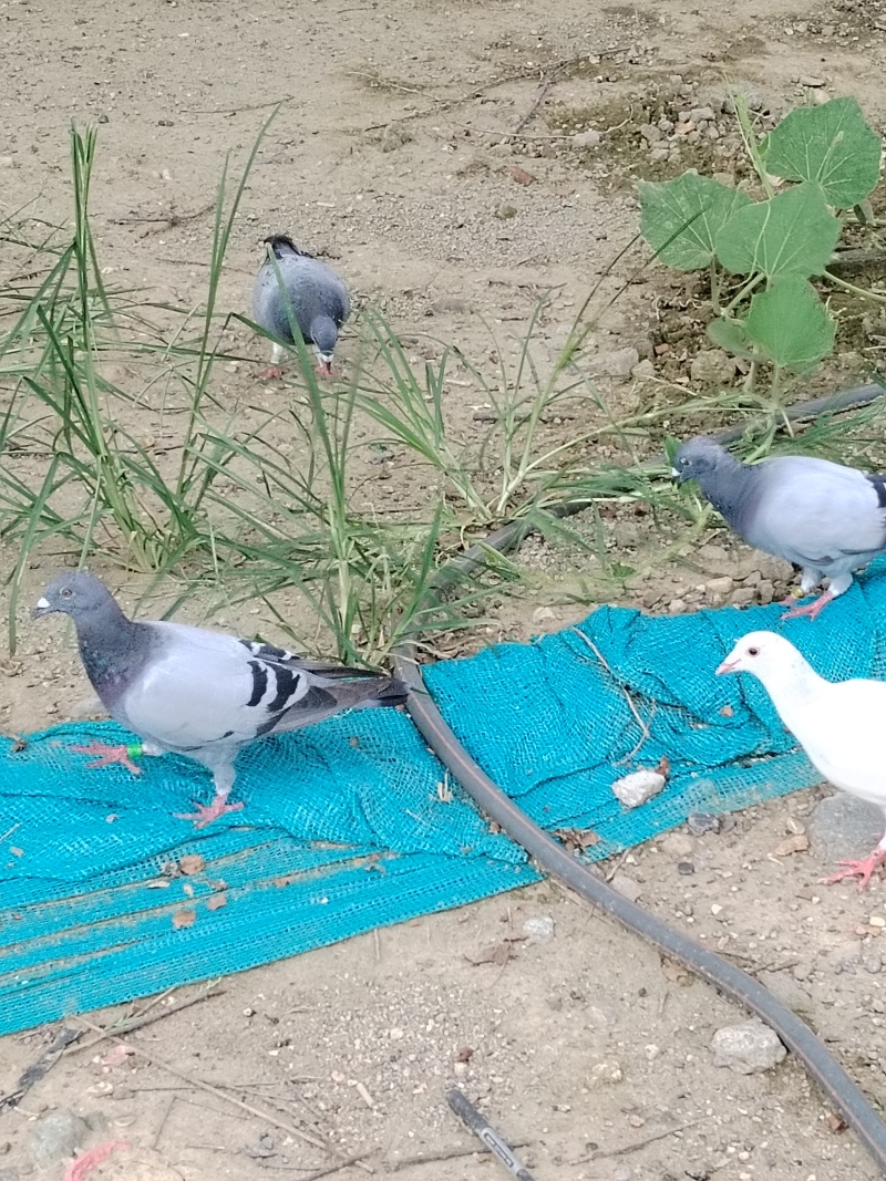 鸽子
