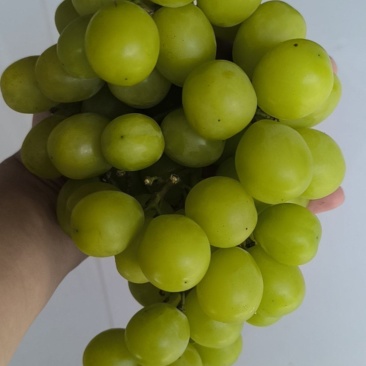 阳光玫瑰葡萄