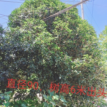 我想卖桂花树