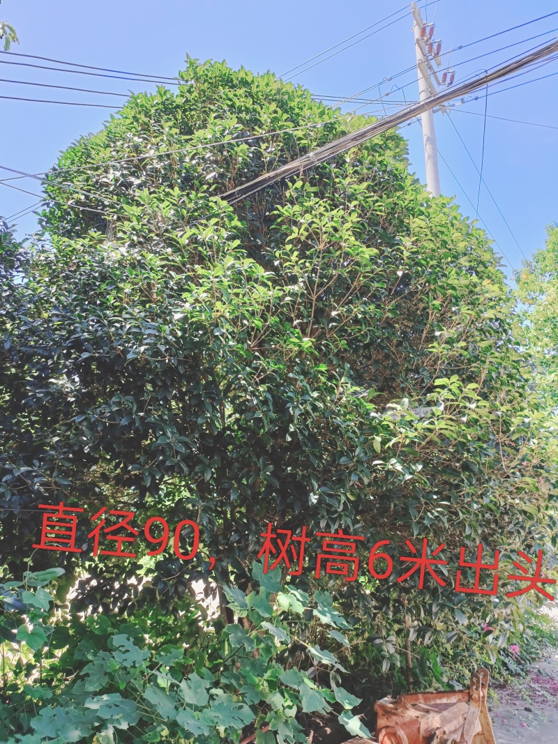 我想卖桂花树