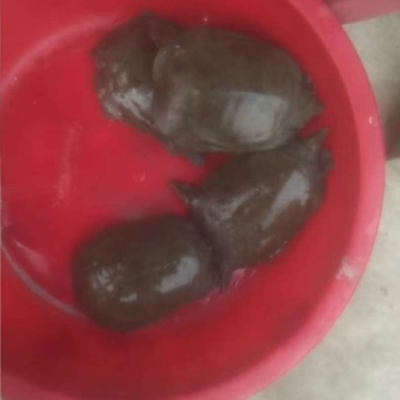 人工养殖的没吃饲料的半野生甲鱼