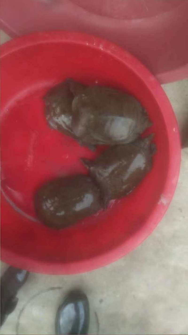 人工养殖的没吃饲料的半野生甲鱼
