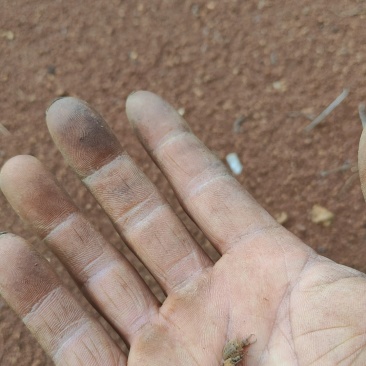 金沙牛云南大山里面的自然界的财富