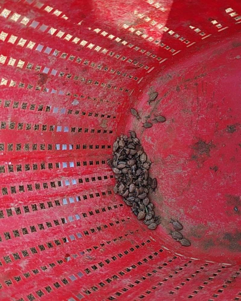 金沙牛云南大山里面的自然界的财富