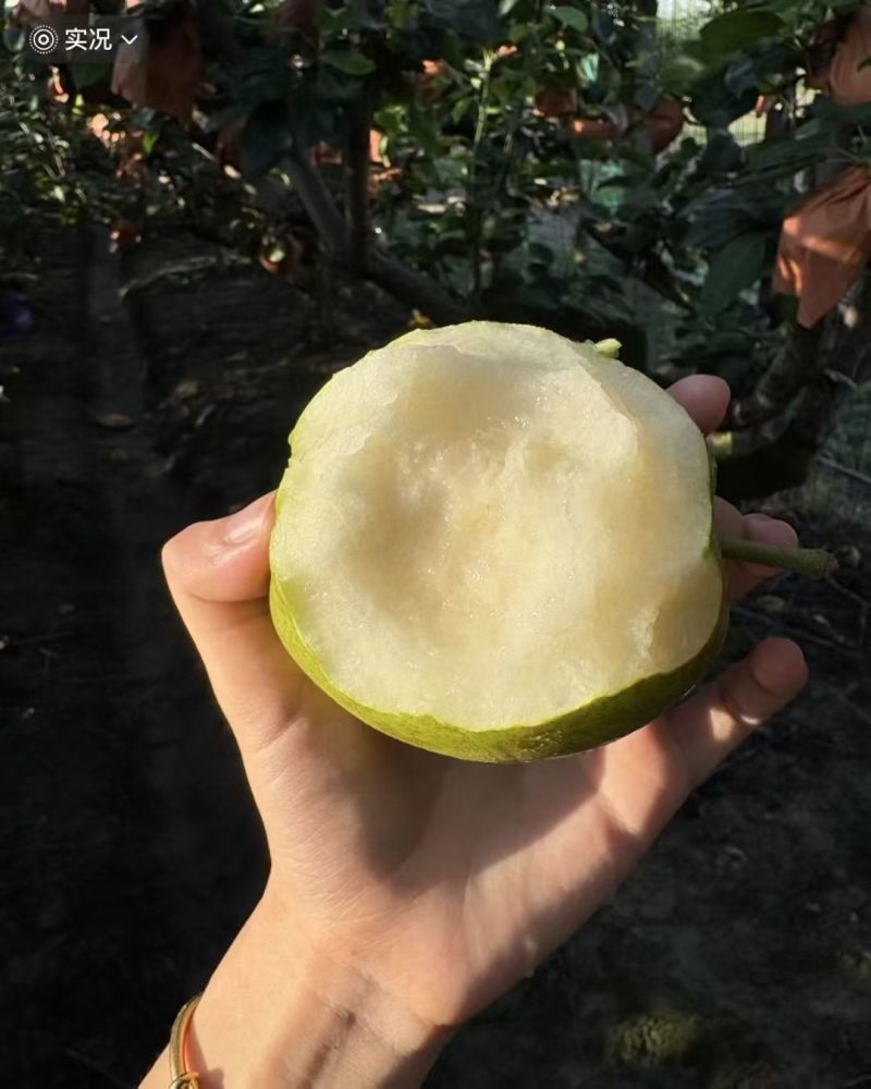 开封皇冠梨
