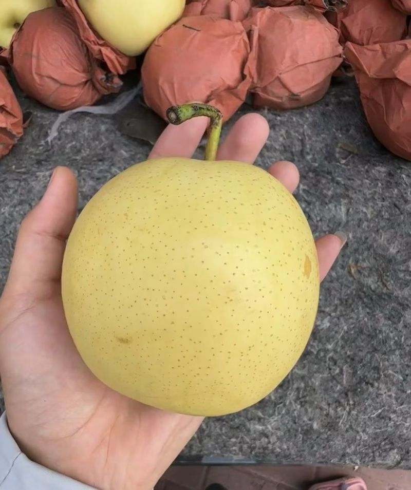 开封皇冠梨