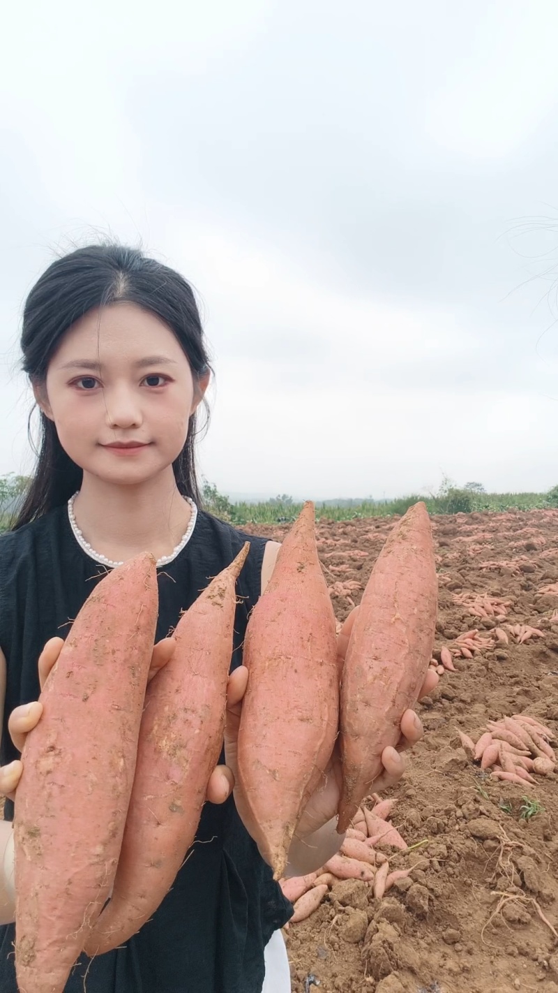 正宗烟薯，登封沙地种植，自家100多亩红薯地