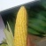甜玉米🌽西红市