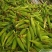 甜玉米🌽西红市