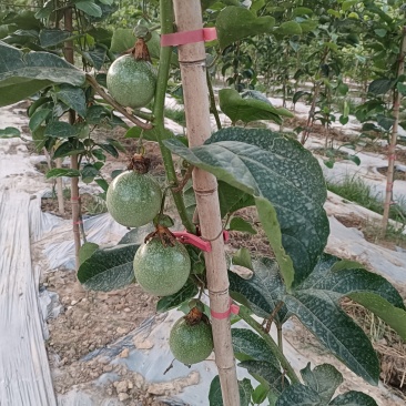 黄金百香果