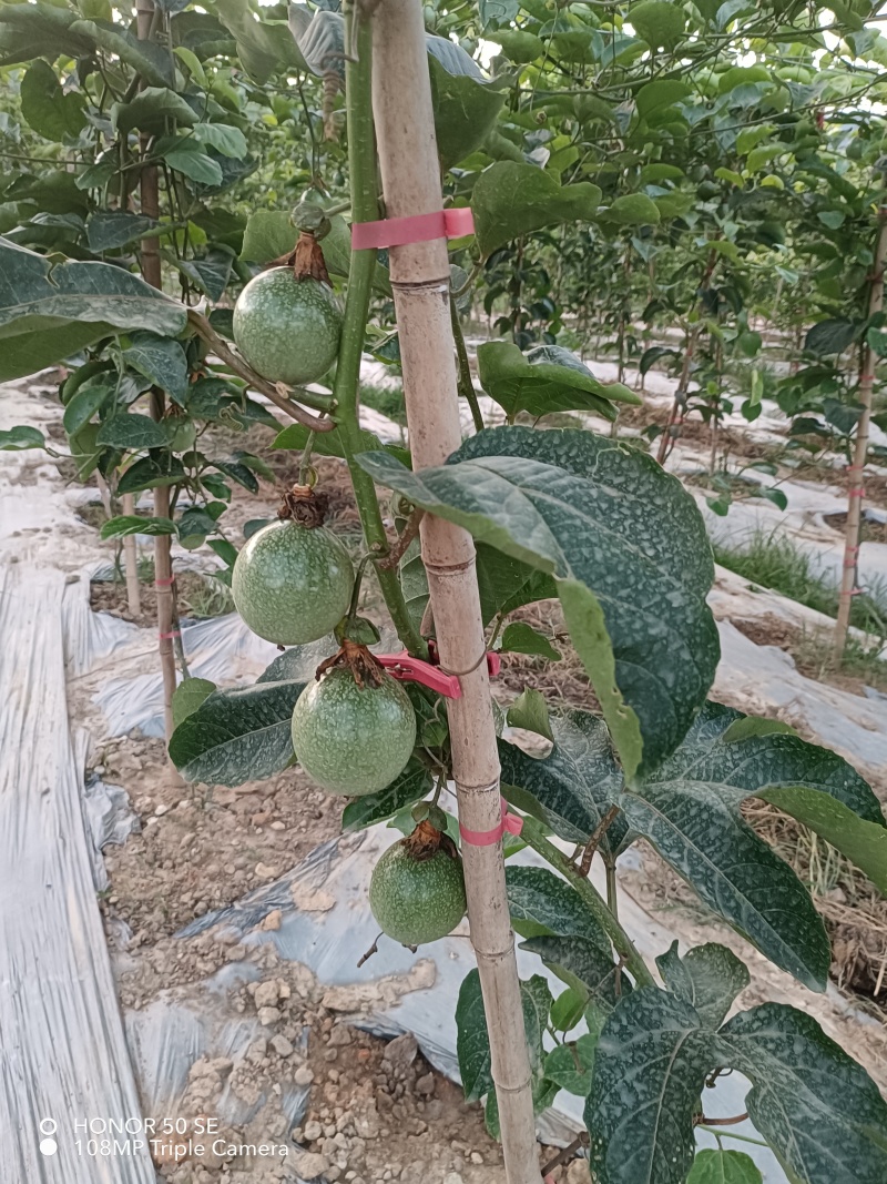 黄金百香果