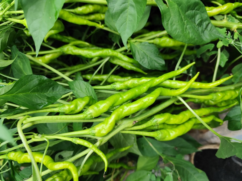 圆包菜
