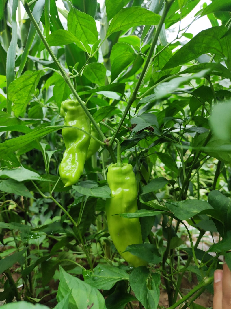 圆包菜