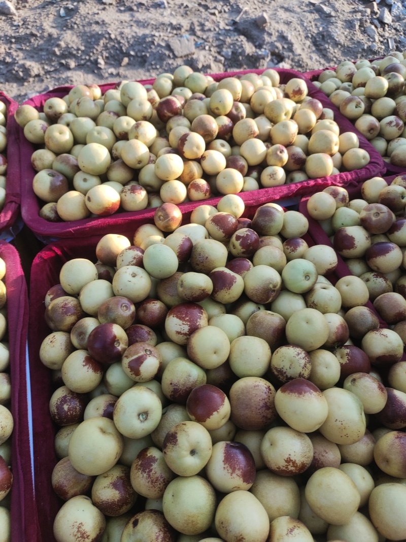 大荔冬枣