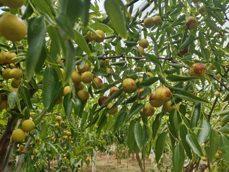 大荔冬枣