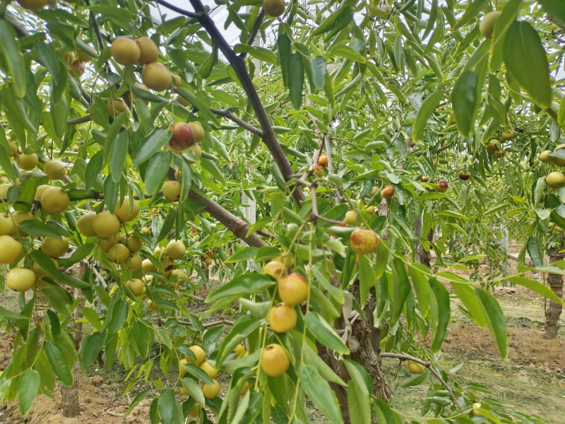 大荔冬枣
